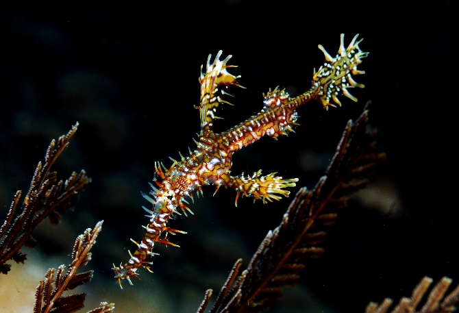 05 Ornate Ghostpipefish.jpg